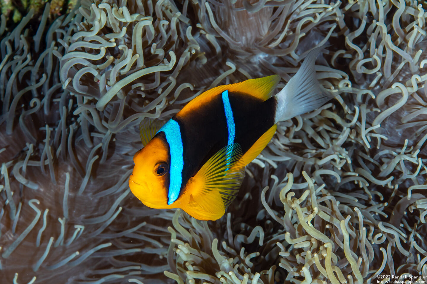 Amphiprion chrysopterus (Orangefin Anemonefish)
