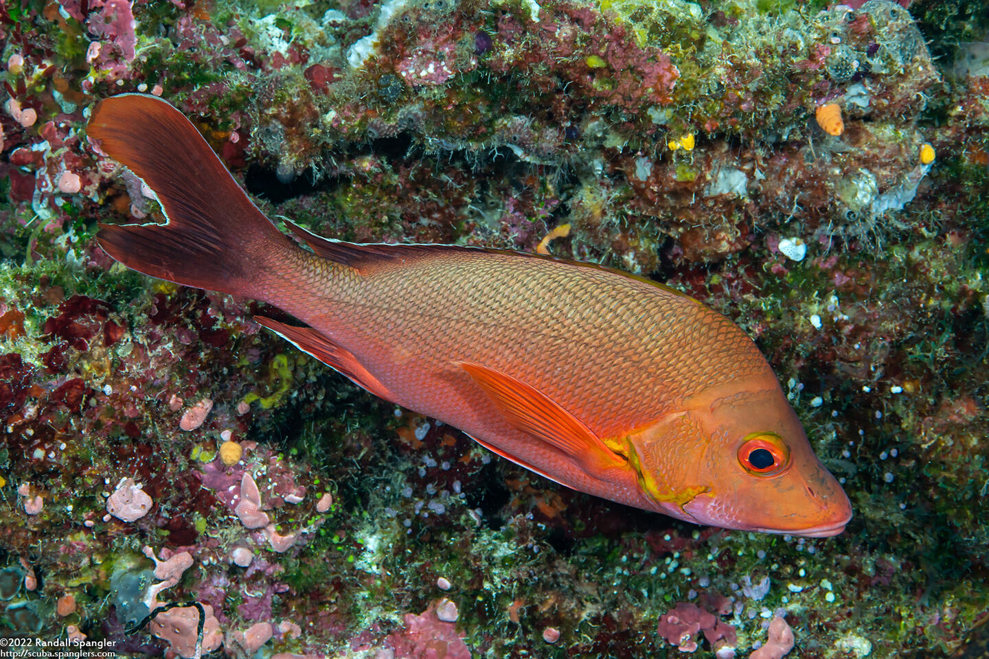 Lutjanus gibbus (Humpback Snapper)