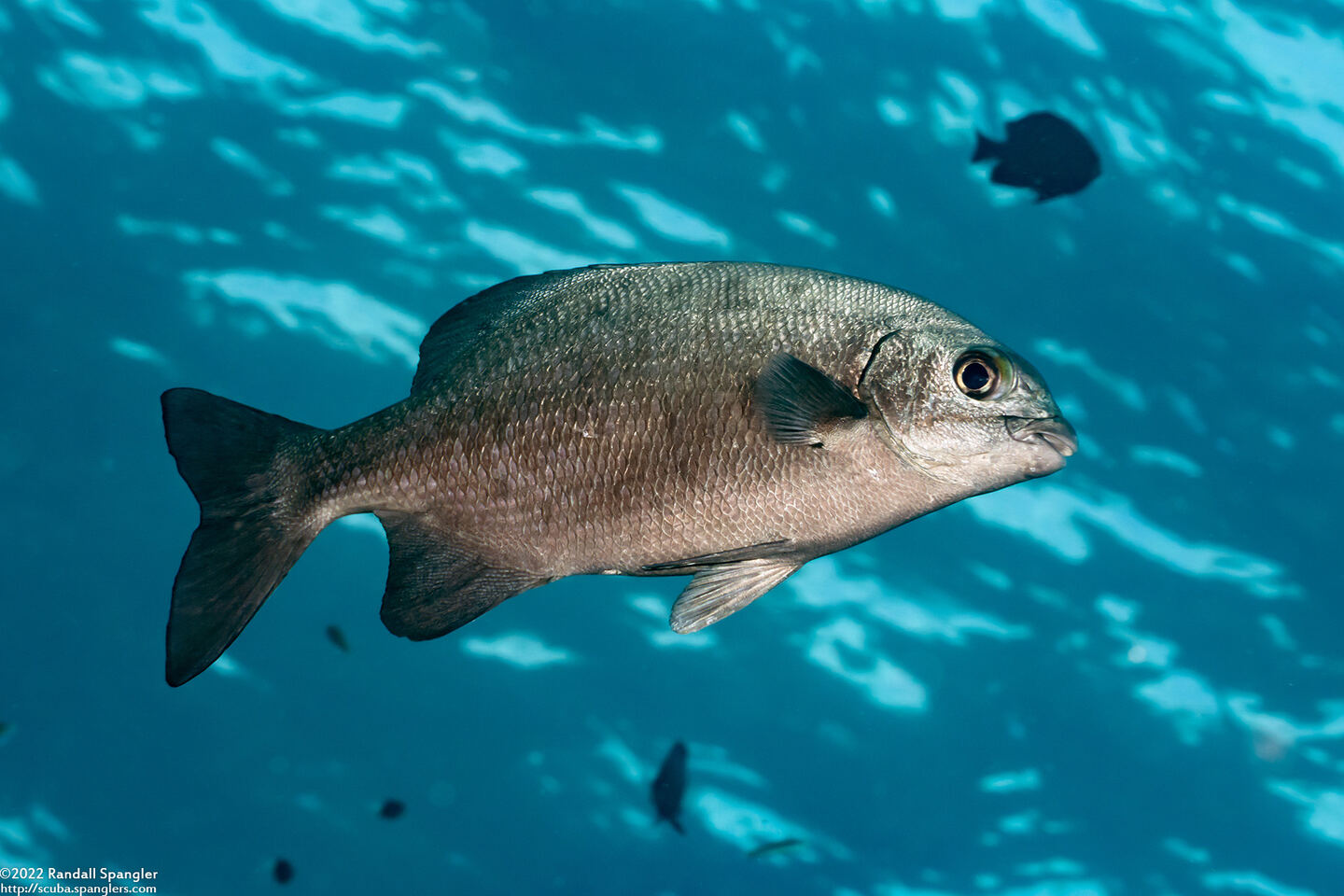 Kyphosus cinerascens (Topsail Chub)