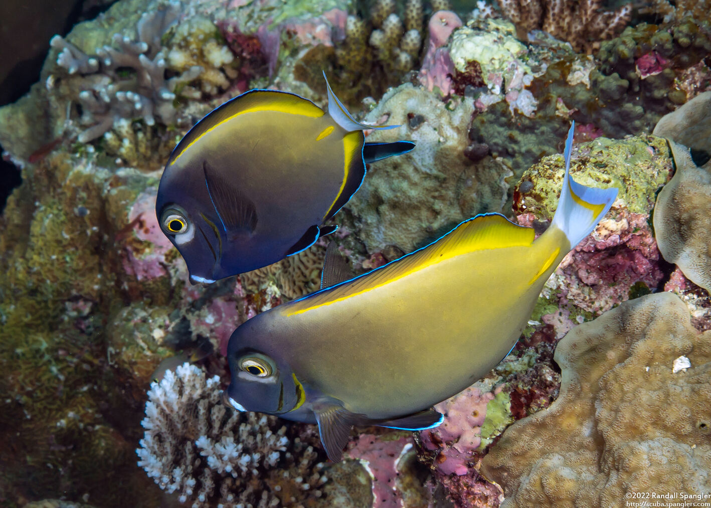 Acanthurus nigricans (Whitecheek Surgeonfish)
