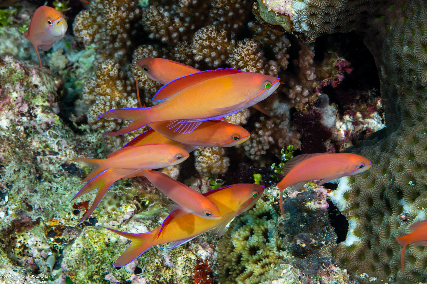 Pseudanthias dispar (Redfin Anthias)