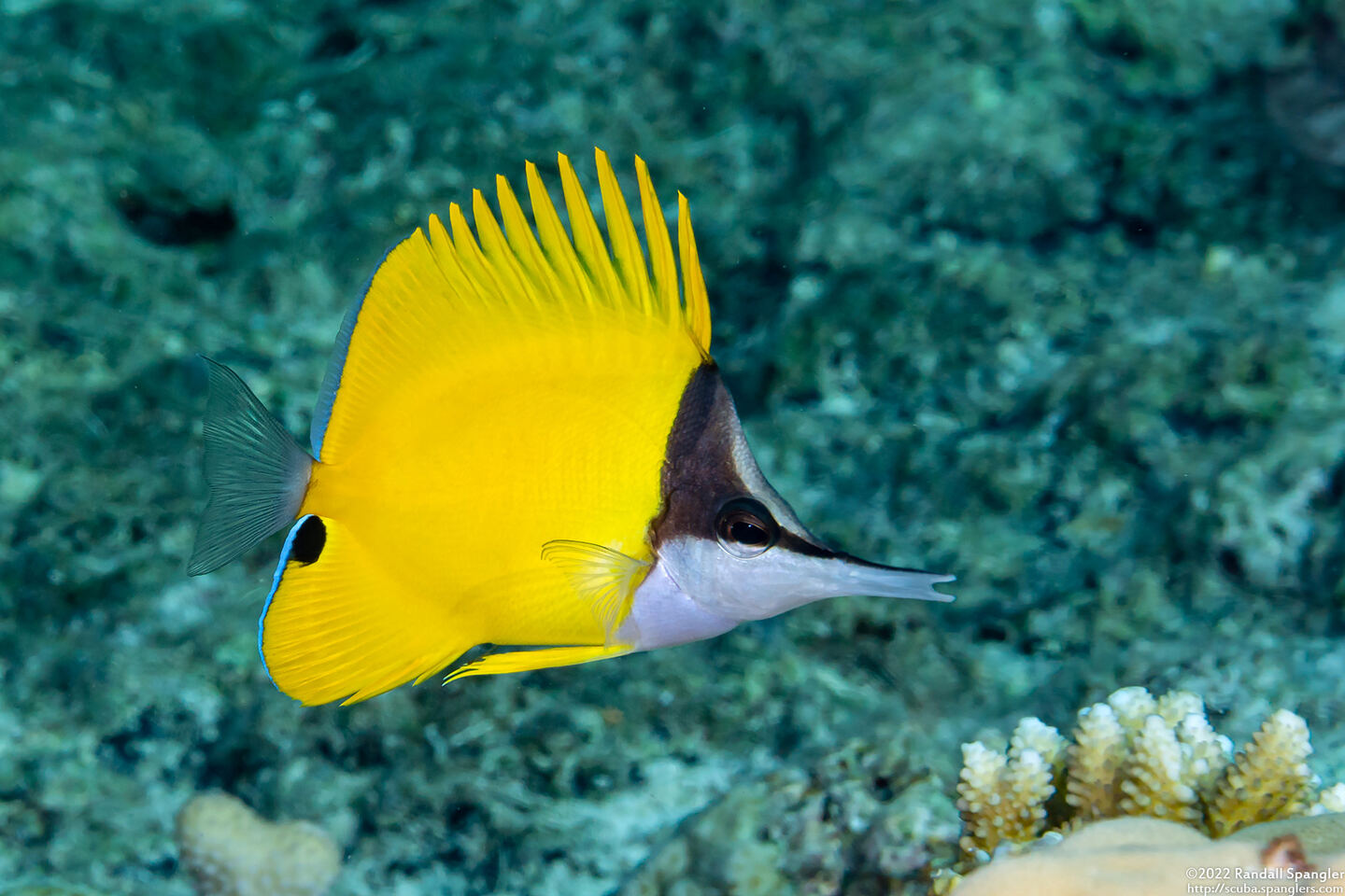 Forcipiger flavissimus (Common Longnose Butterflyfish)