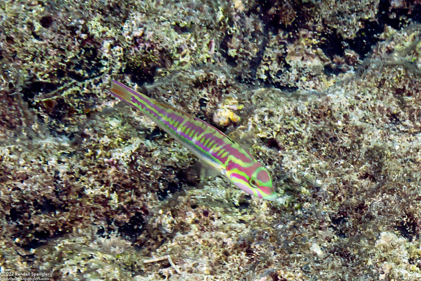 Thalassoma quinquevittatum (Fivestripe Wrasse)