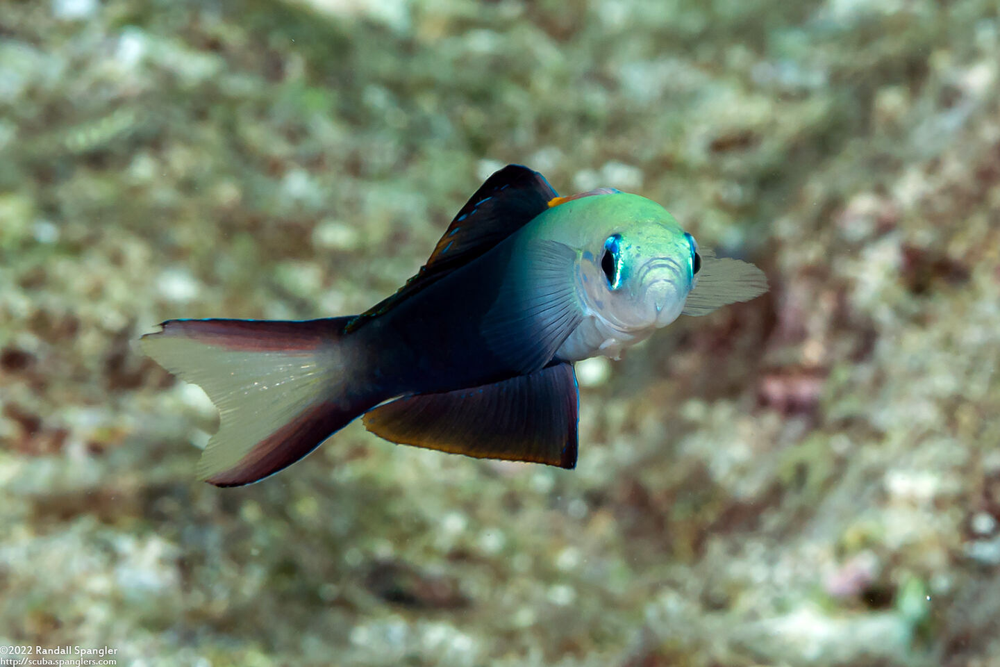 Ptereleotris evides (Twotone Dartfish)