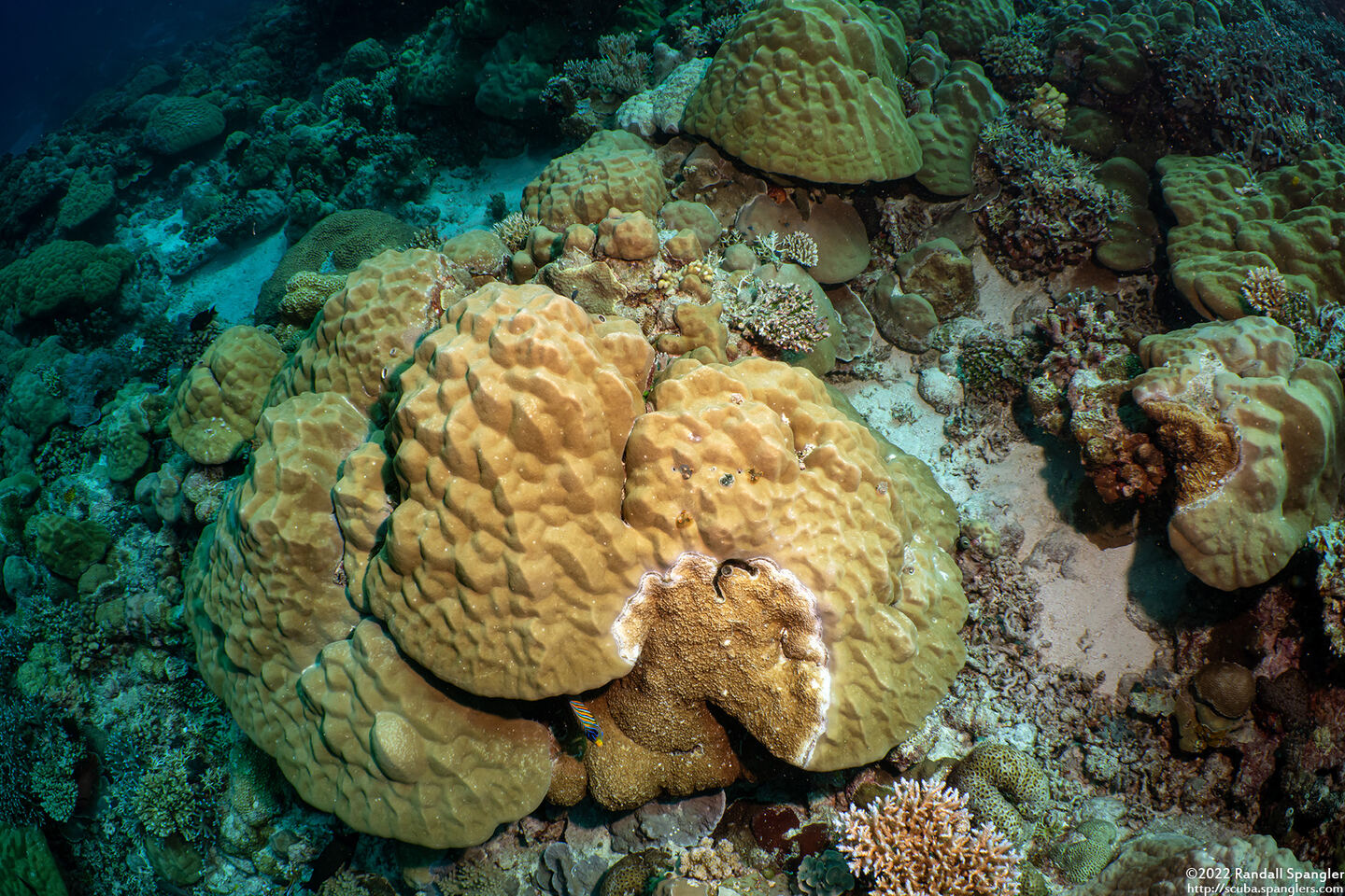 Porites sp.1 (Porites sp.1)