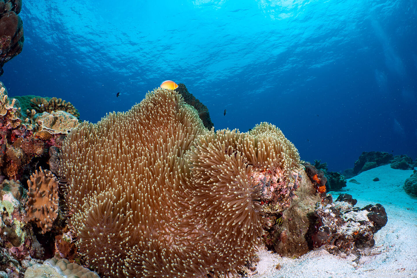 Heteractis magnifica (Magnificent Sea Anemone)