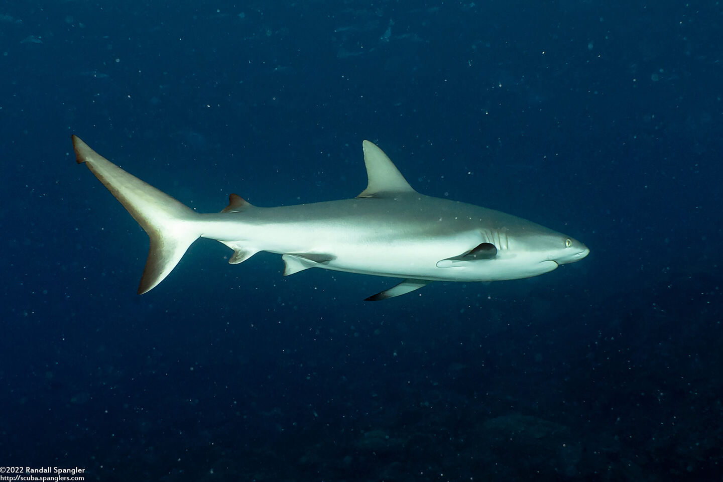Carcharhinus amblyrhynchos (Gray Reef Shark)