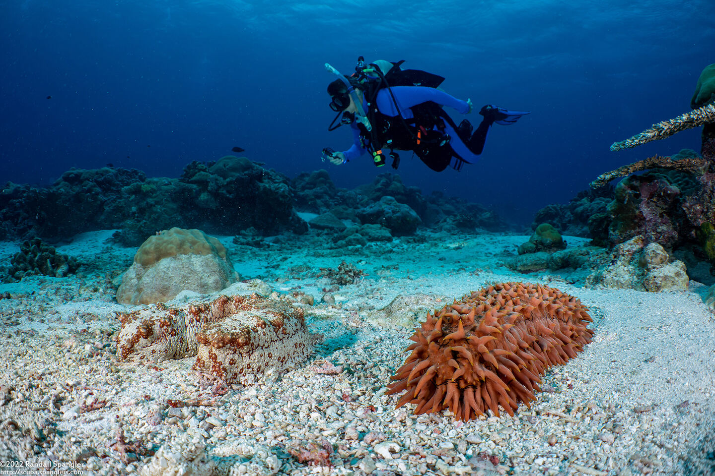 Thelenota ananas (Pineapple Sea Cucumber)