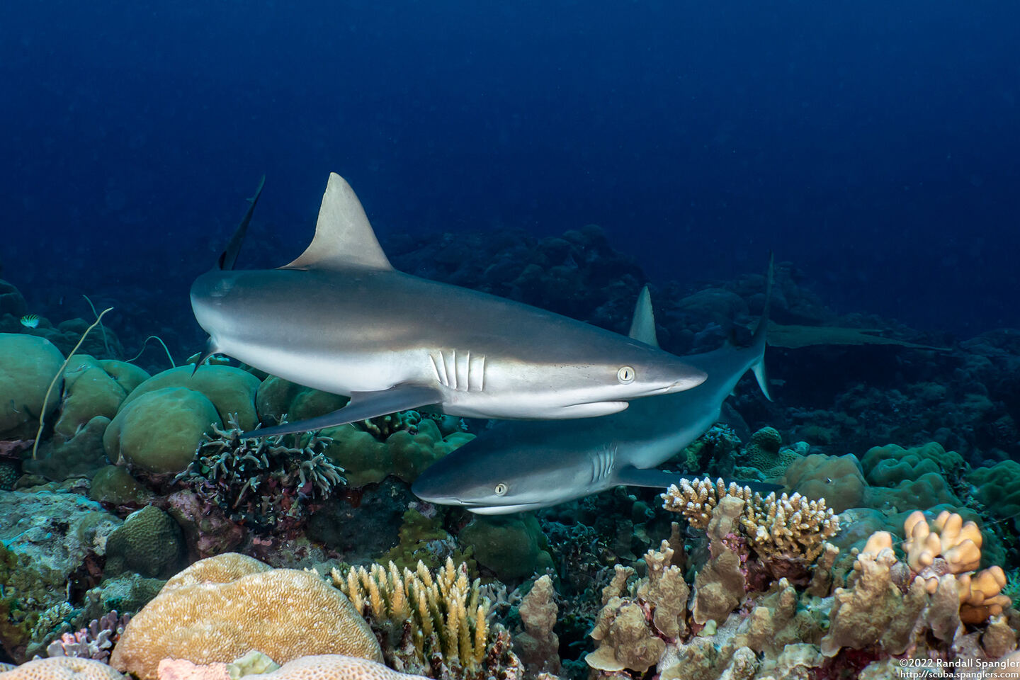 Carcharhinus amblyrhynchos (Gray Reef Shark)