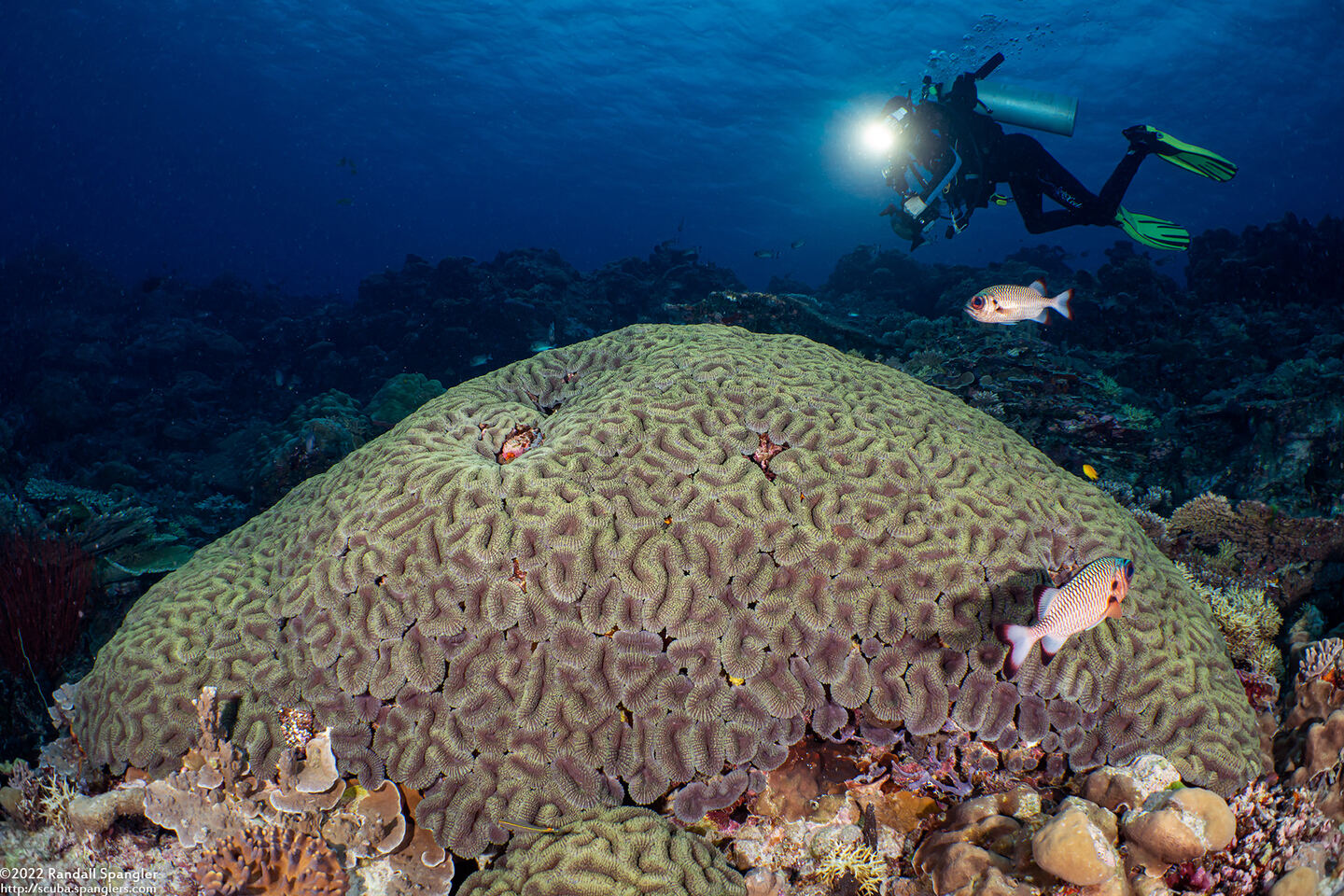 Lobophyllia hemprichii (Lobed Brain Coral)
