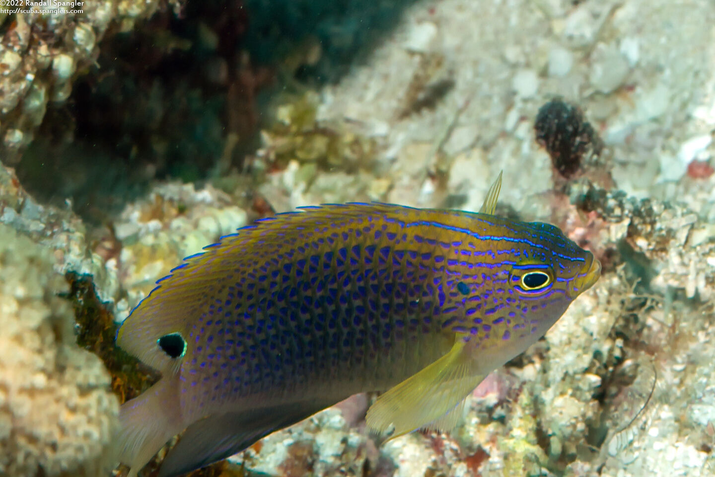 Pomacentrus vaiuli (Princess Damsel)