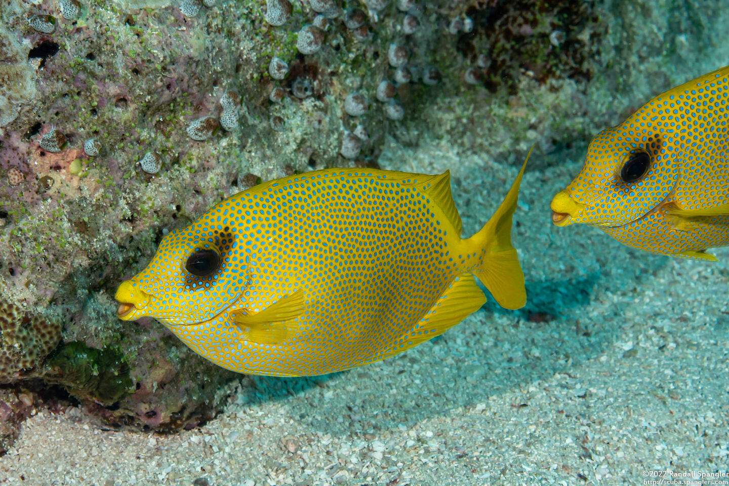 Siganus corallinus (Coral Rabbitfish)