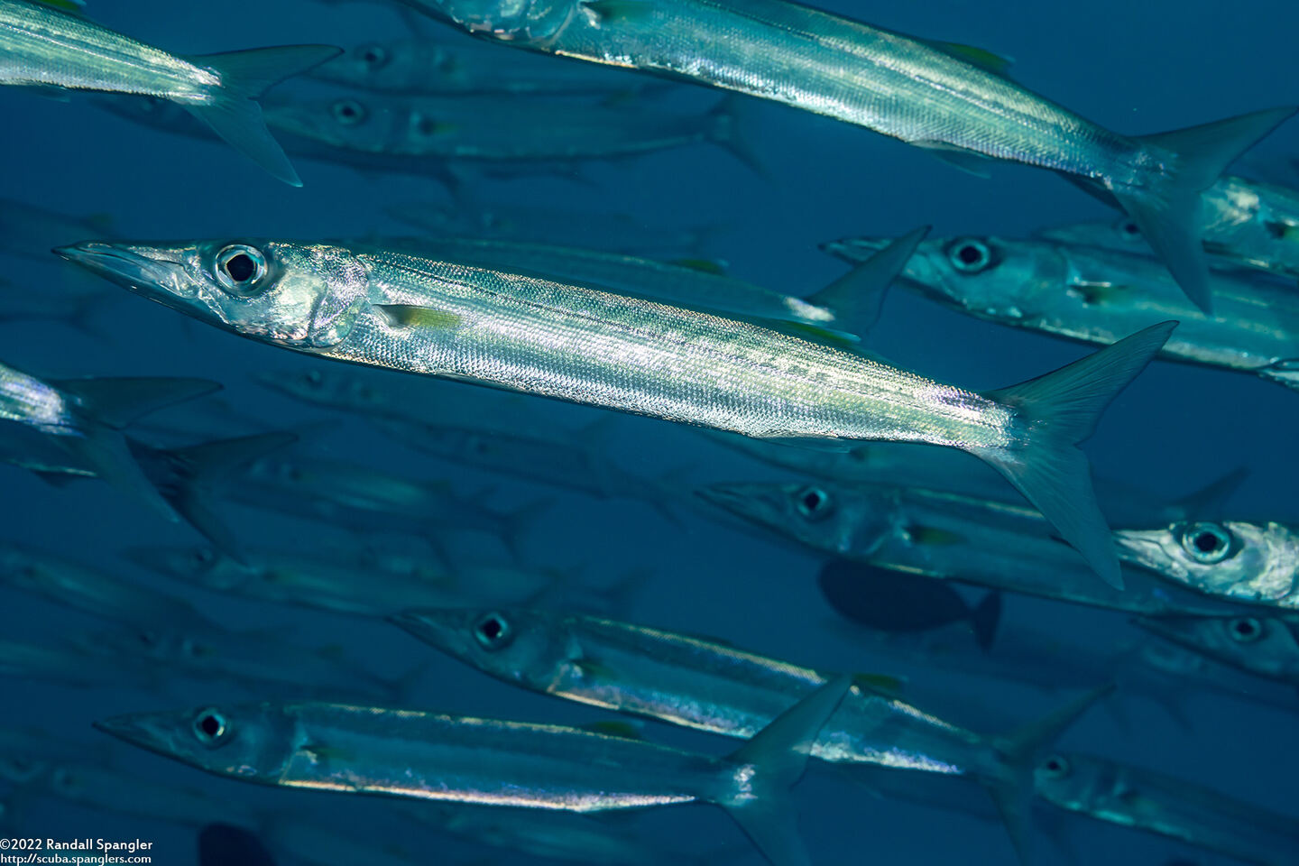 Sphyraena forsteri (Bigeye Barracuda)