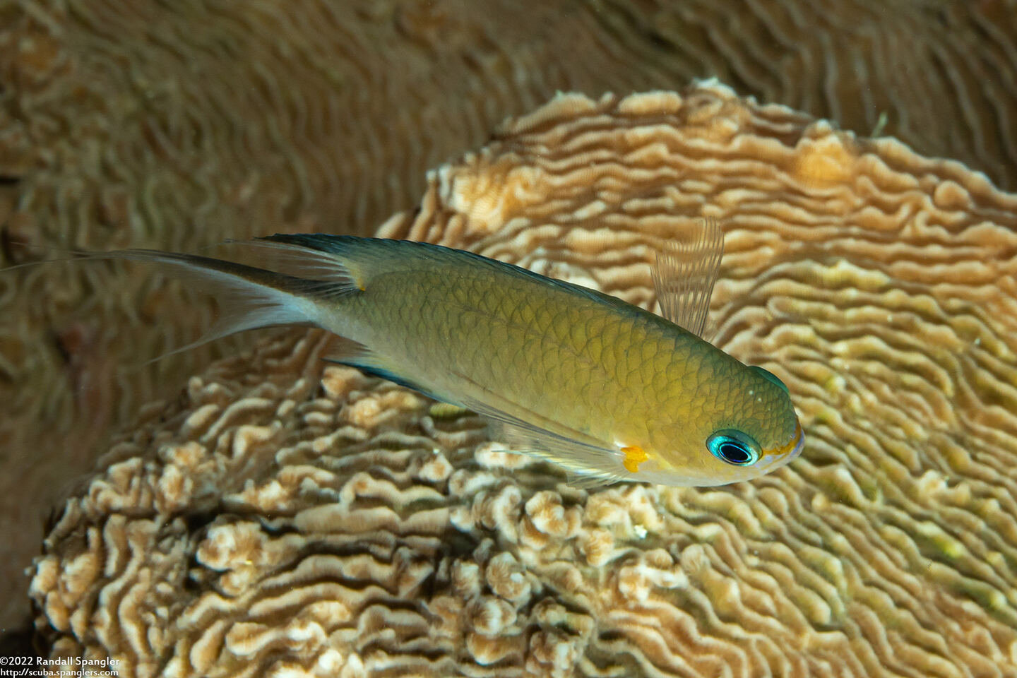 Chromis amboinensis (Ambon Chromis)