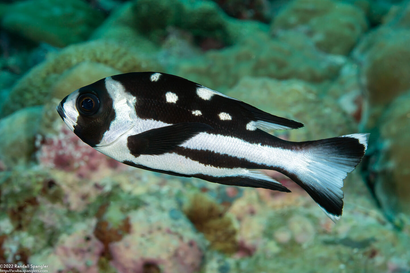 Macolor niger (Black Snapper)