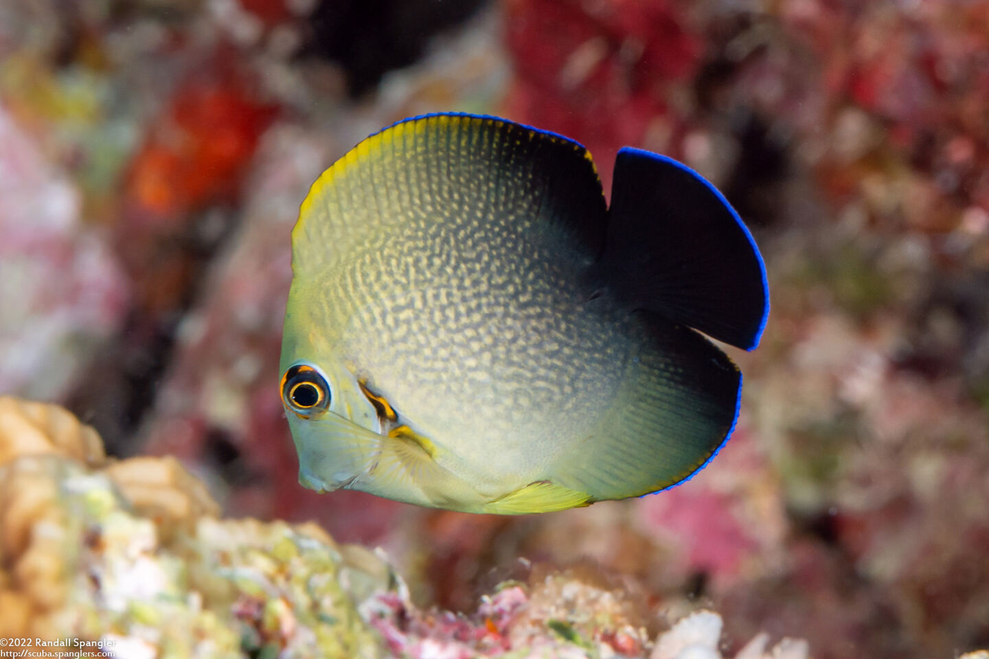 Acanthurus pyroferus (Mimic Surgeonfish); Juvenile imitating pearl-scaled angelfish