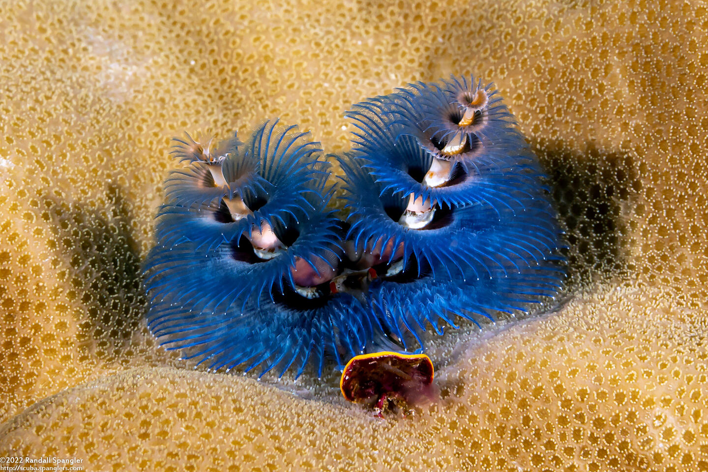 Spirobranchus sp.1 (Christmas Tree Worm)