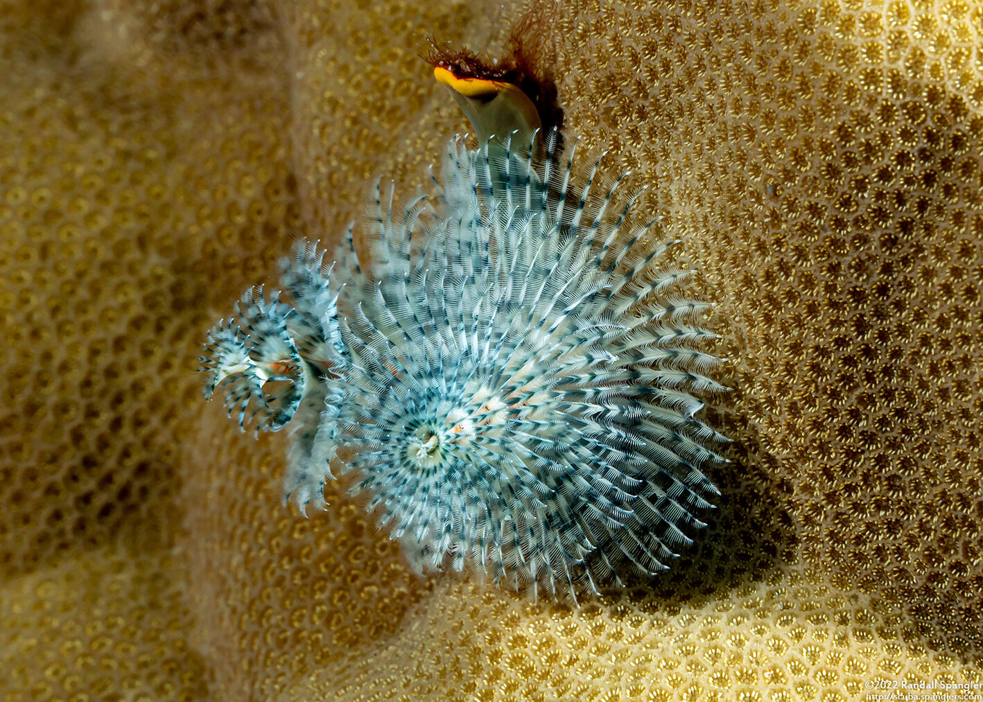 Spirobranchus sp.1 (Christmas Tree Worm)