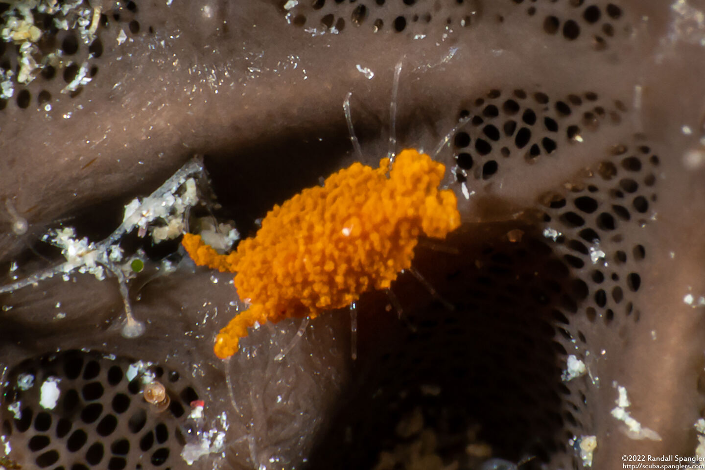 Santia sp.1 (Sponge Isopod)