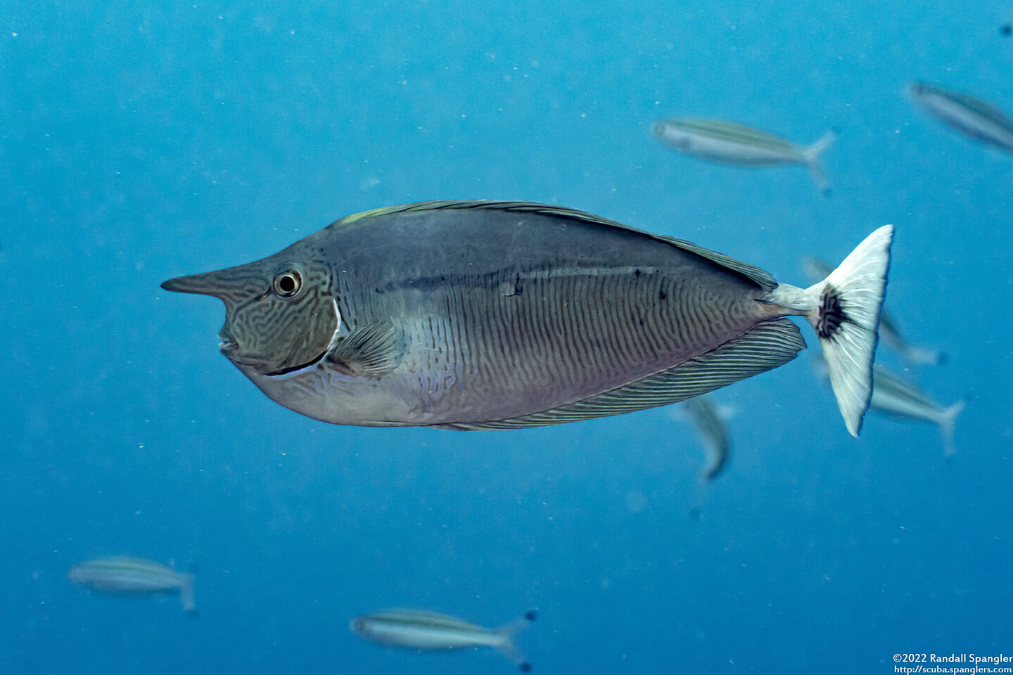 Naso brevirostris (Paletail Unicornfish)
