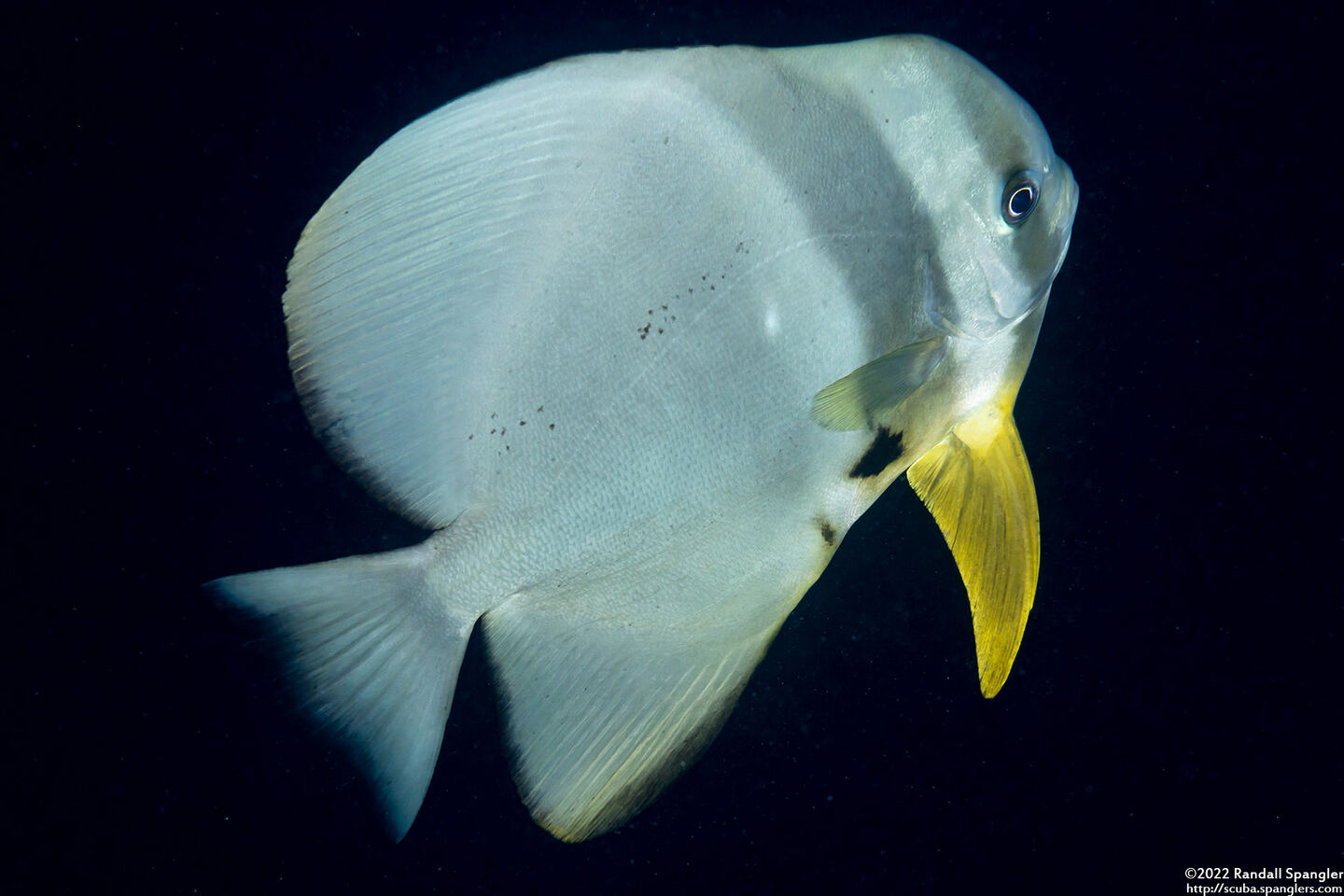 Platax teira (Longfin Spadefish)