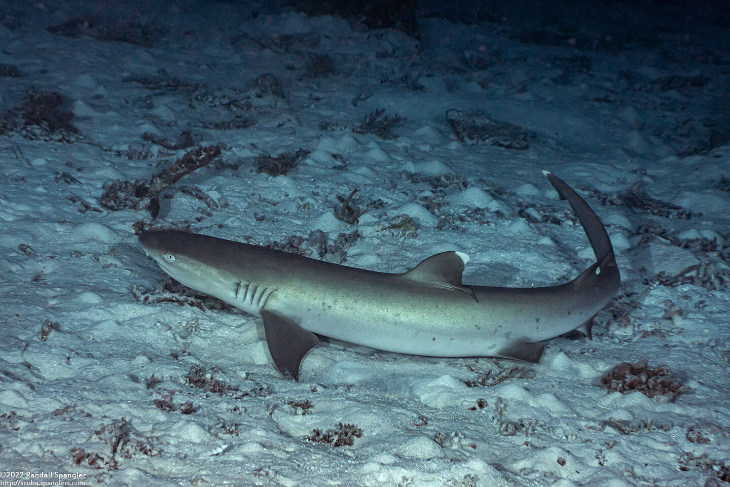 Triaenodon obesus (Whitetip Reef Shark)