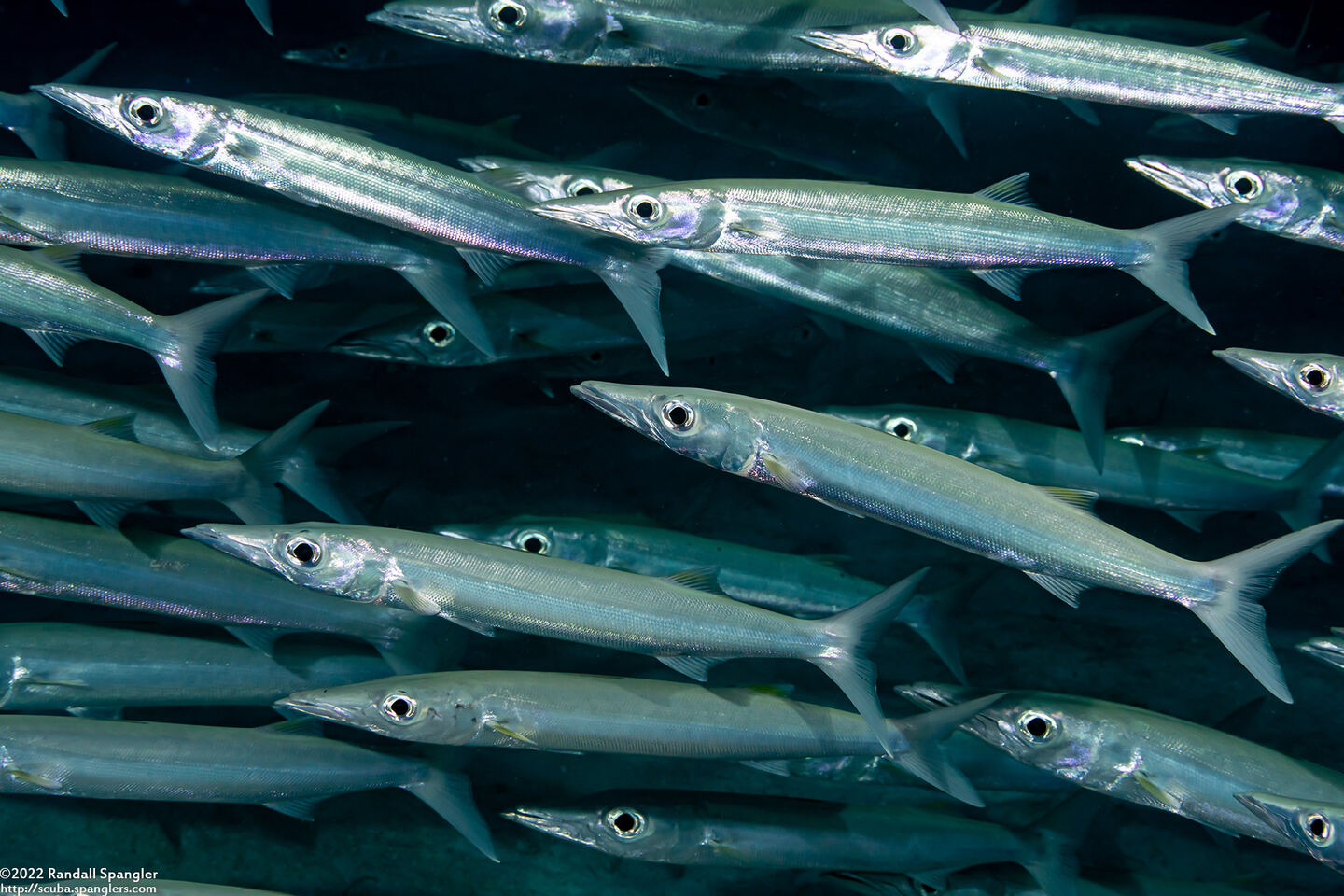 Sphyraena forsteri (Bigeye Barracuda)