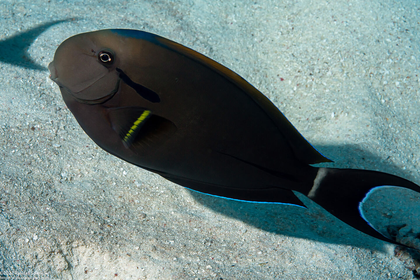 Acanthurus nigricauda (Blackstreak Surgeonfish)