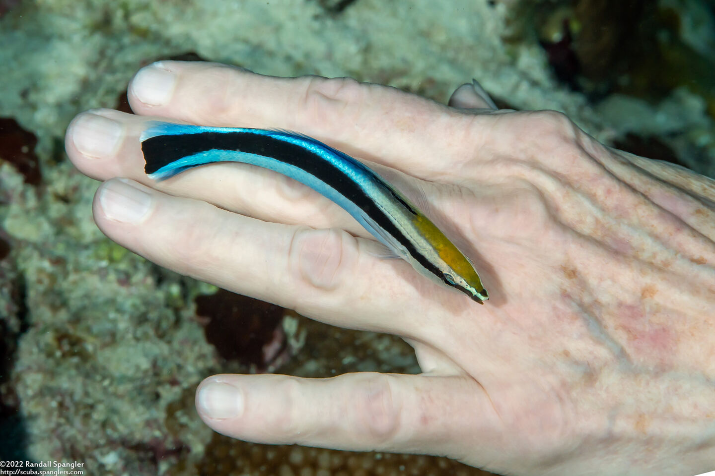 Labroides dimidiatus (Bluestreak Cleaner Wrasse)
