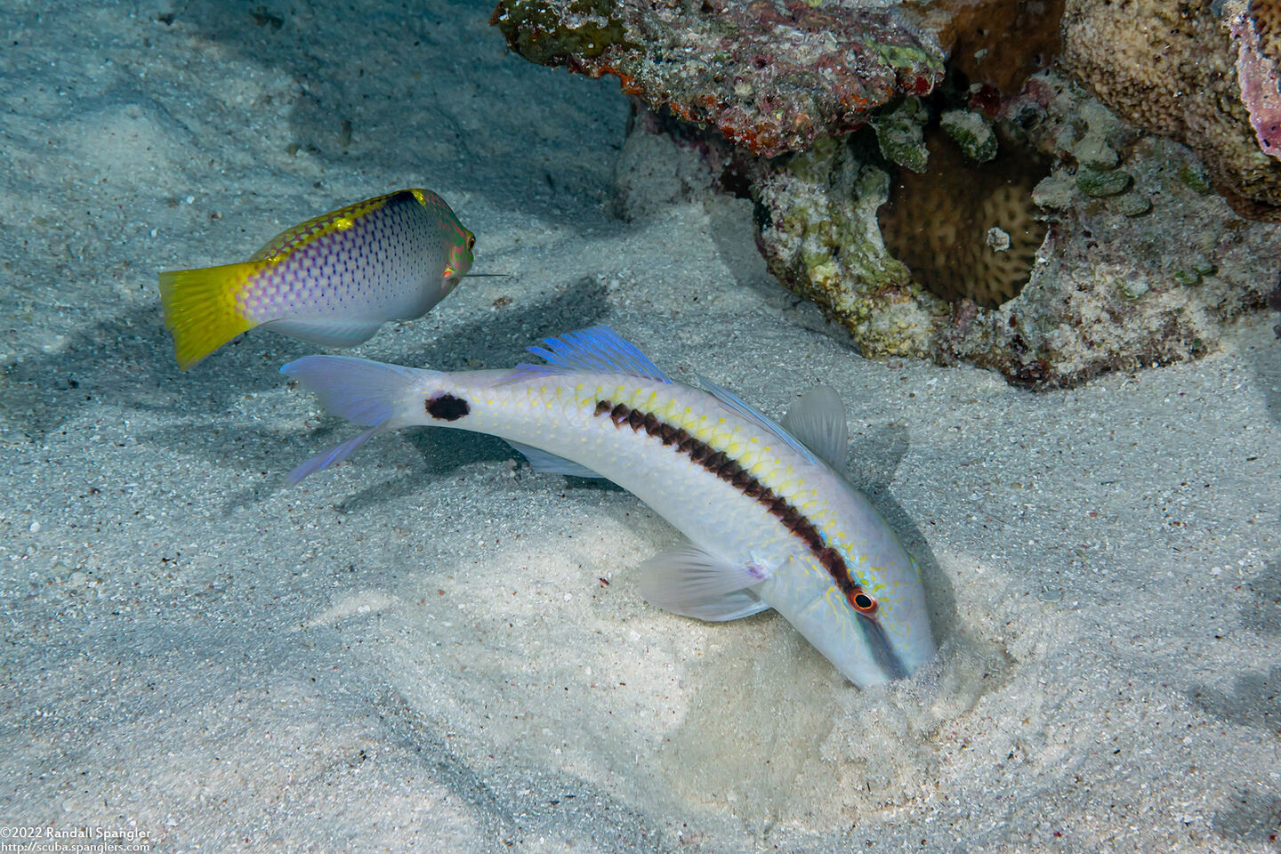 Parupeneus barberinus (Dash-Dot Goatfish)
