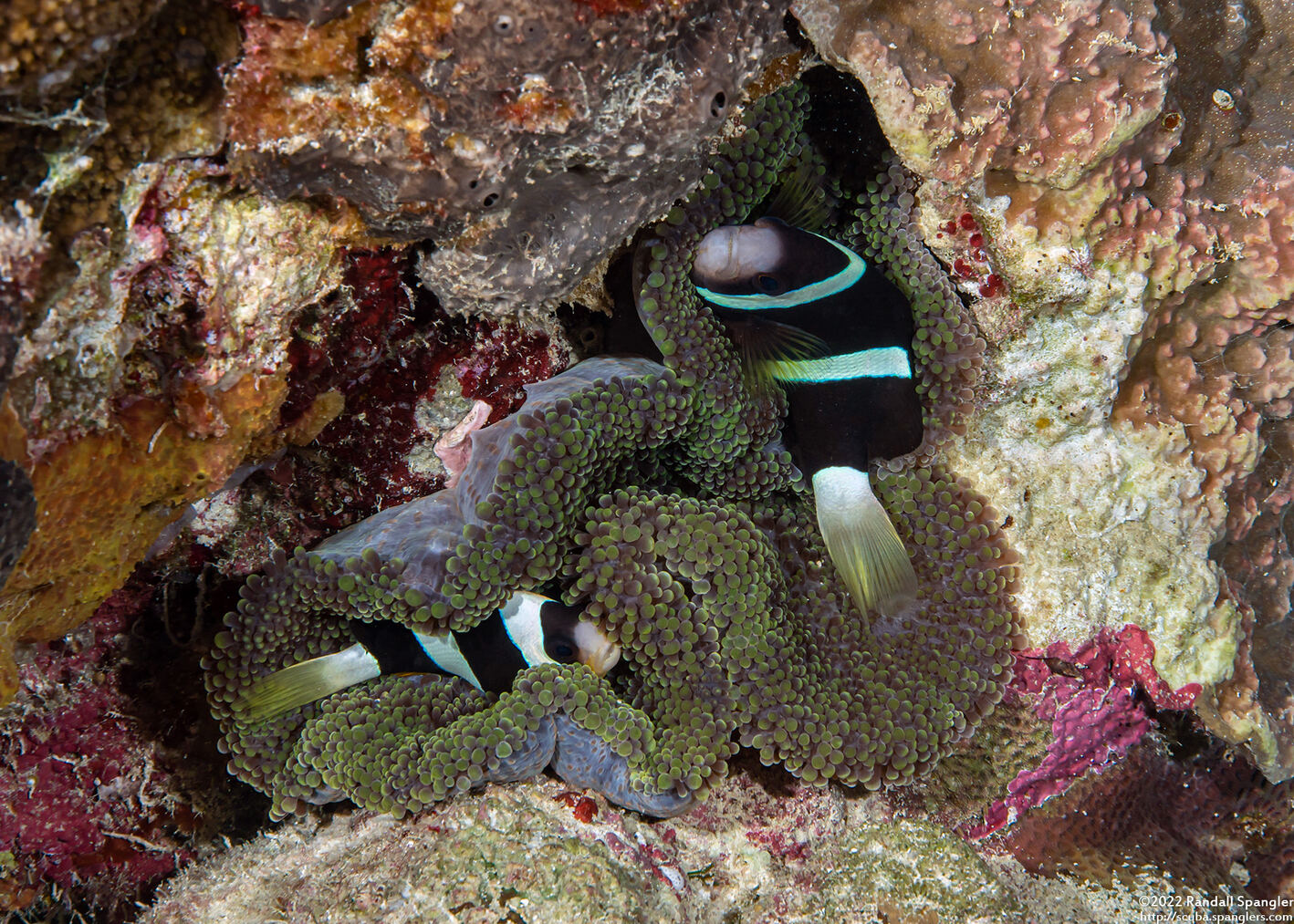 Amphiprion clarkii (Clark's Anemonefish)