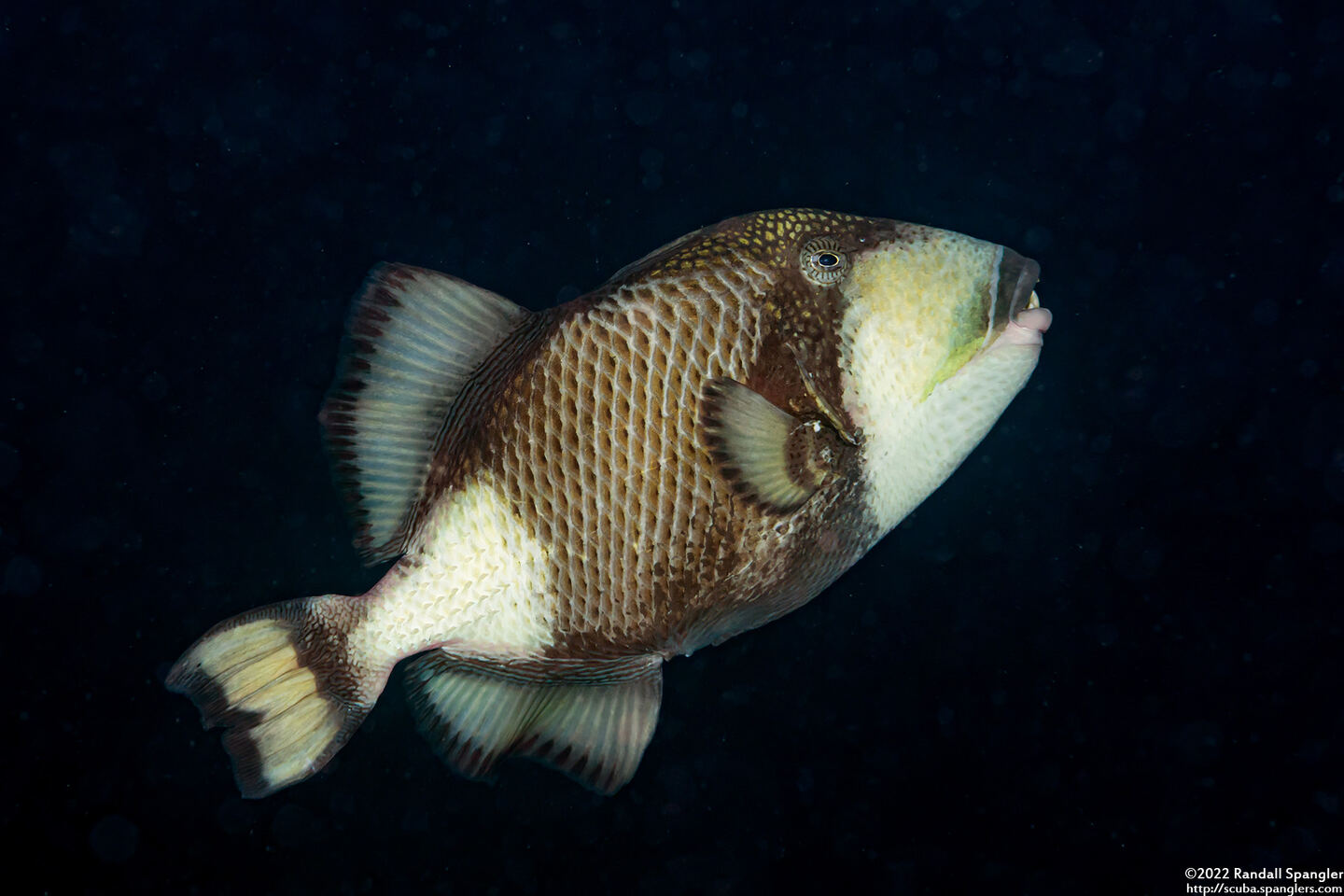 Balistoides viridescens (Titan Triggerfish)