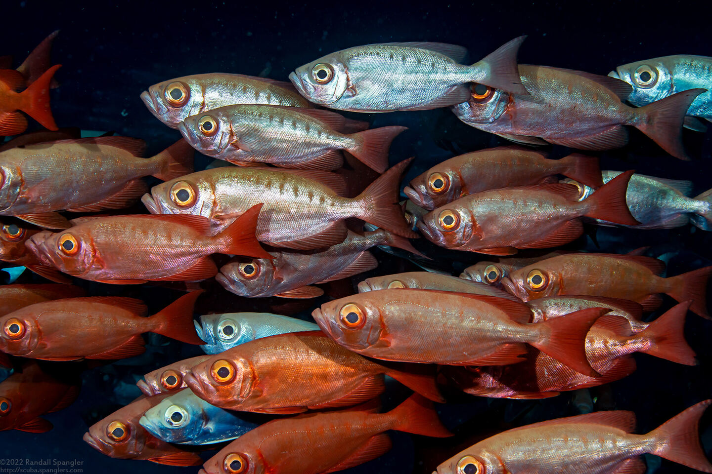 Priacanthus hamrur (Crescent-Tail Bigeye)
