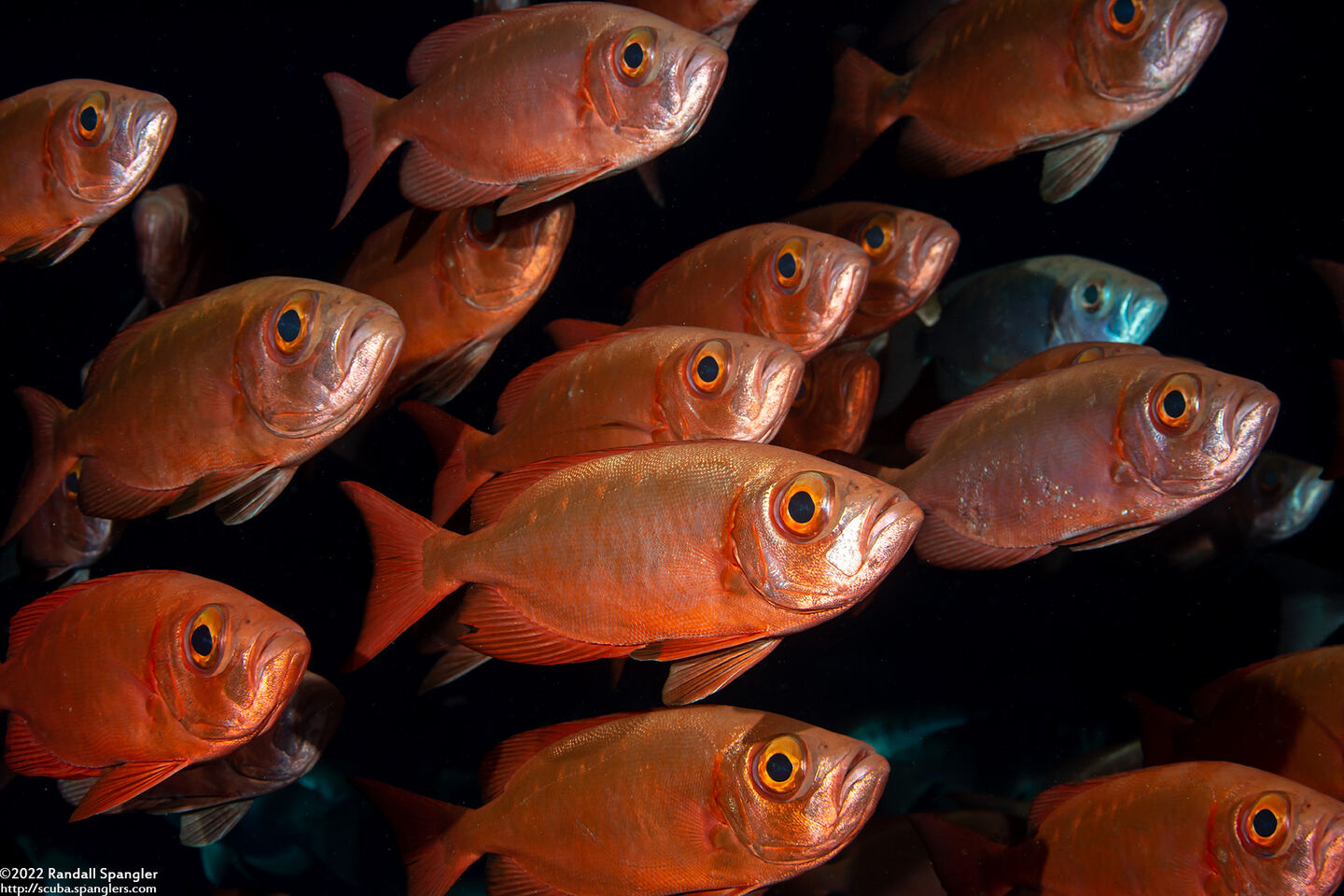 Priacanthus hamrur (Crescent-Tail Bigeye)