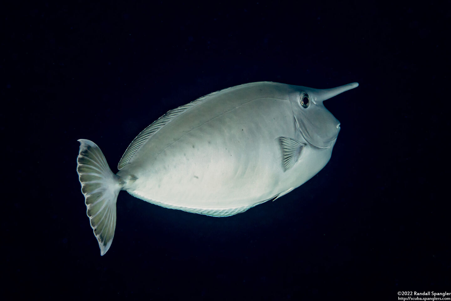 Naso annulatus (Whitemargin Unicornfish)