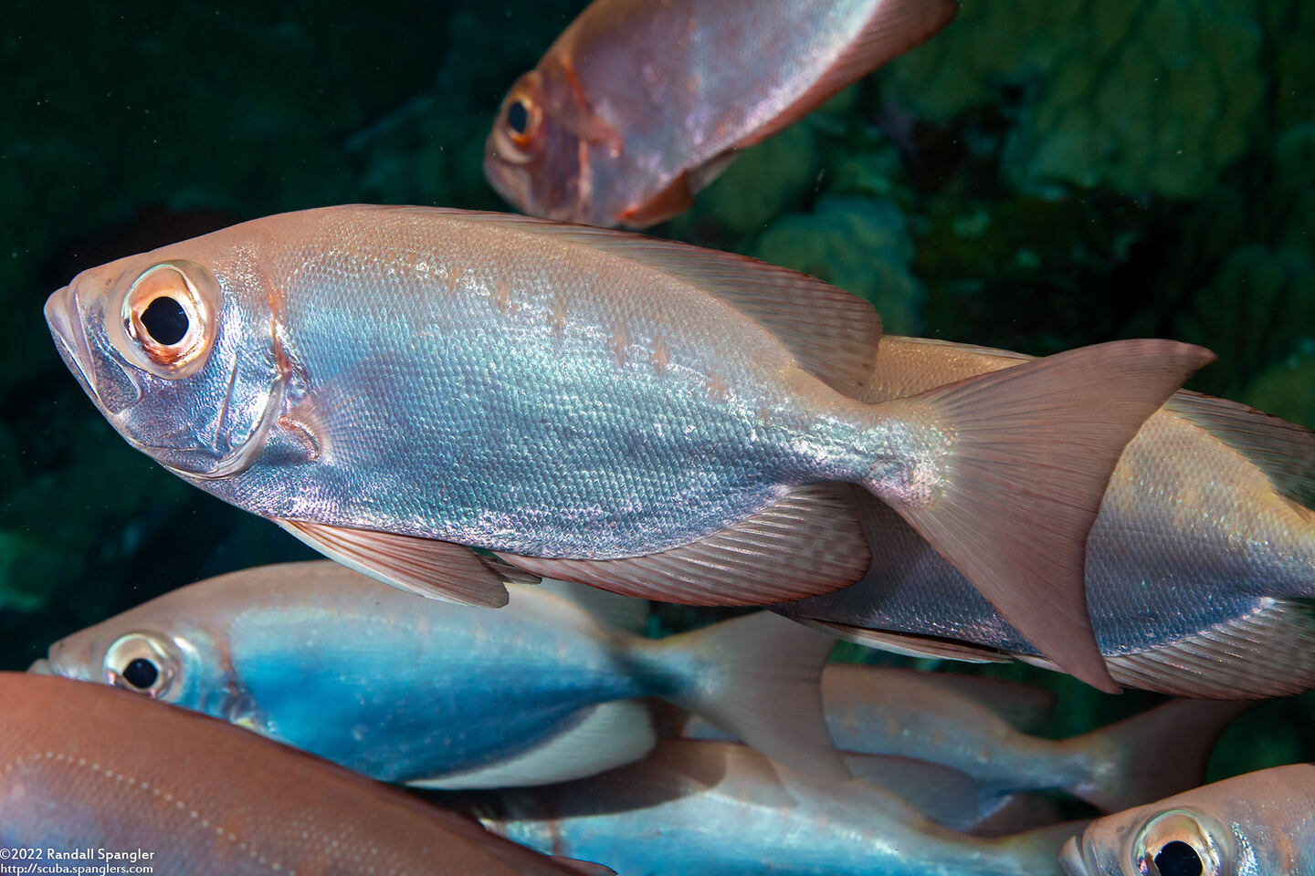 Priacanthus hamrur (Crescent-Tail Bigeye)