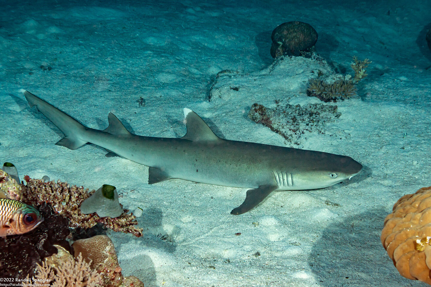 Triaenodon obesus (Whitetip Reef Shark)