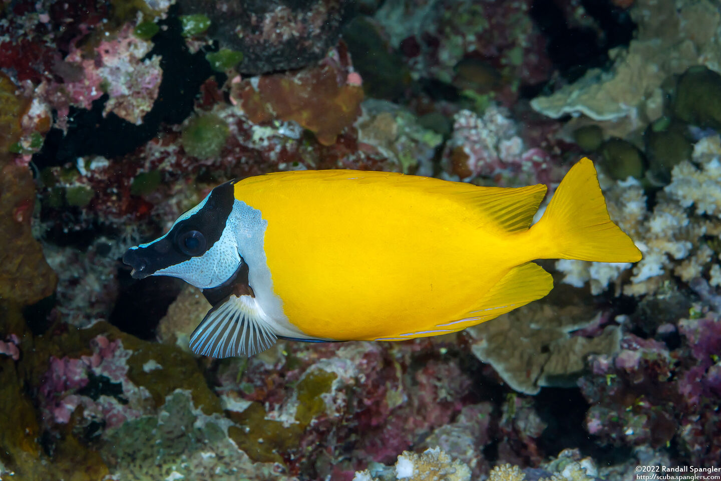 Siganus vulpinus (Foxface Rabbitfish)