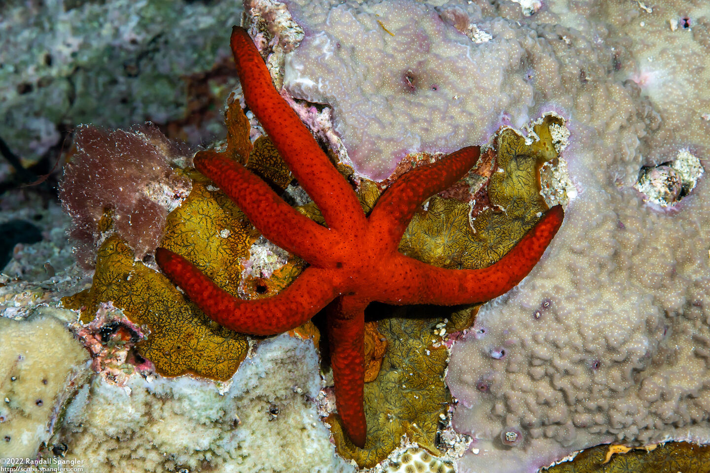 Echinaster luzonicus (Luzon Sea Star)
