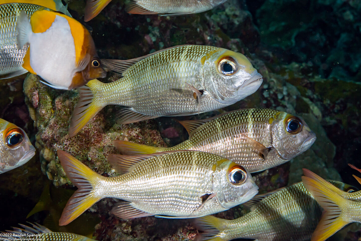 Monotaxis heterodon (Redfin Bream)
