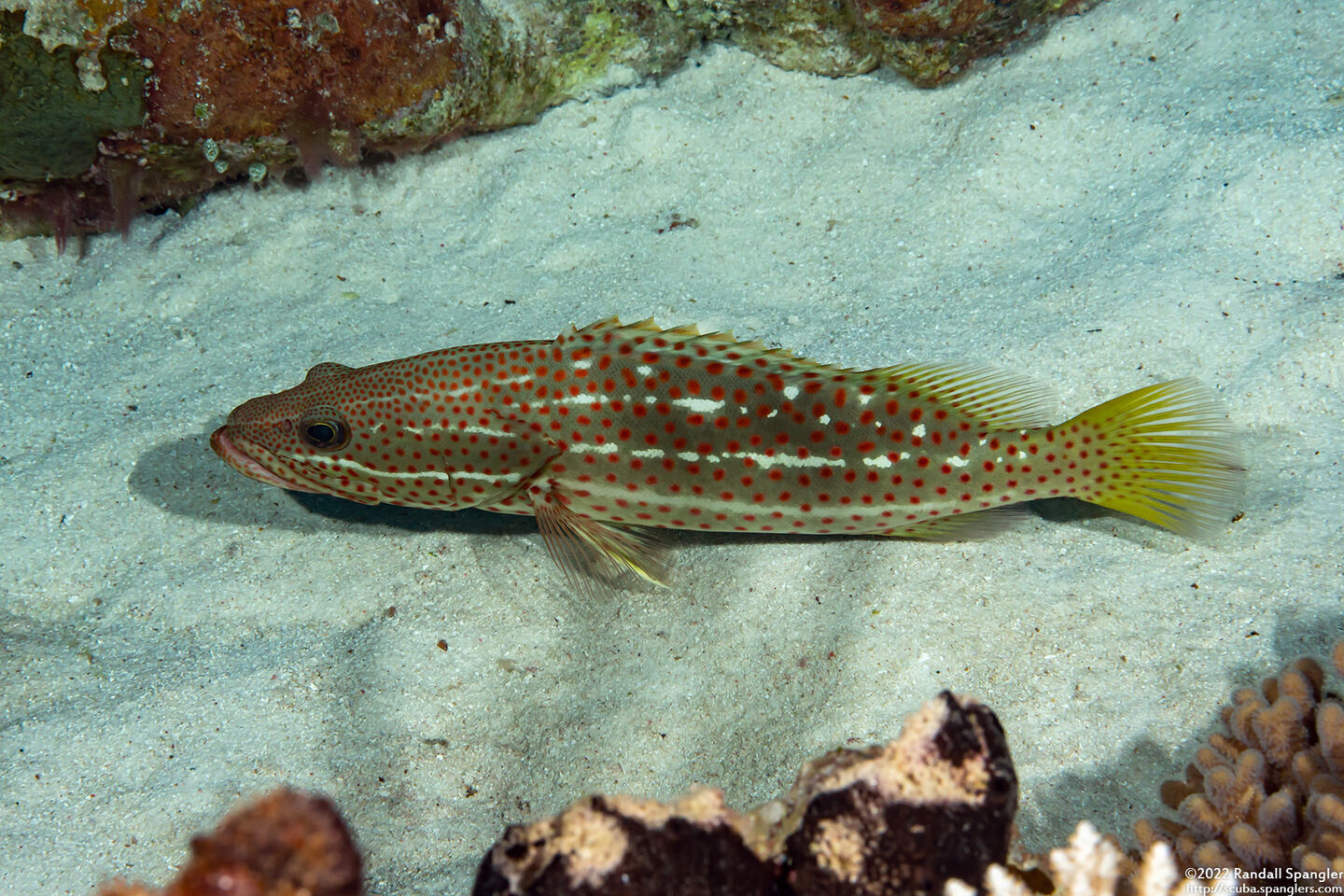 Anyperodon leucogrammicus (Slender Grouper)