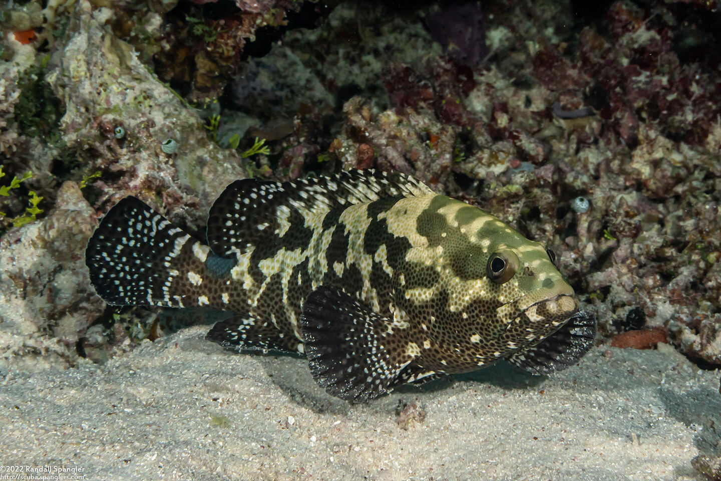 Epinephelus polyphekadion (Camouflage Grouper)
