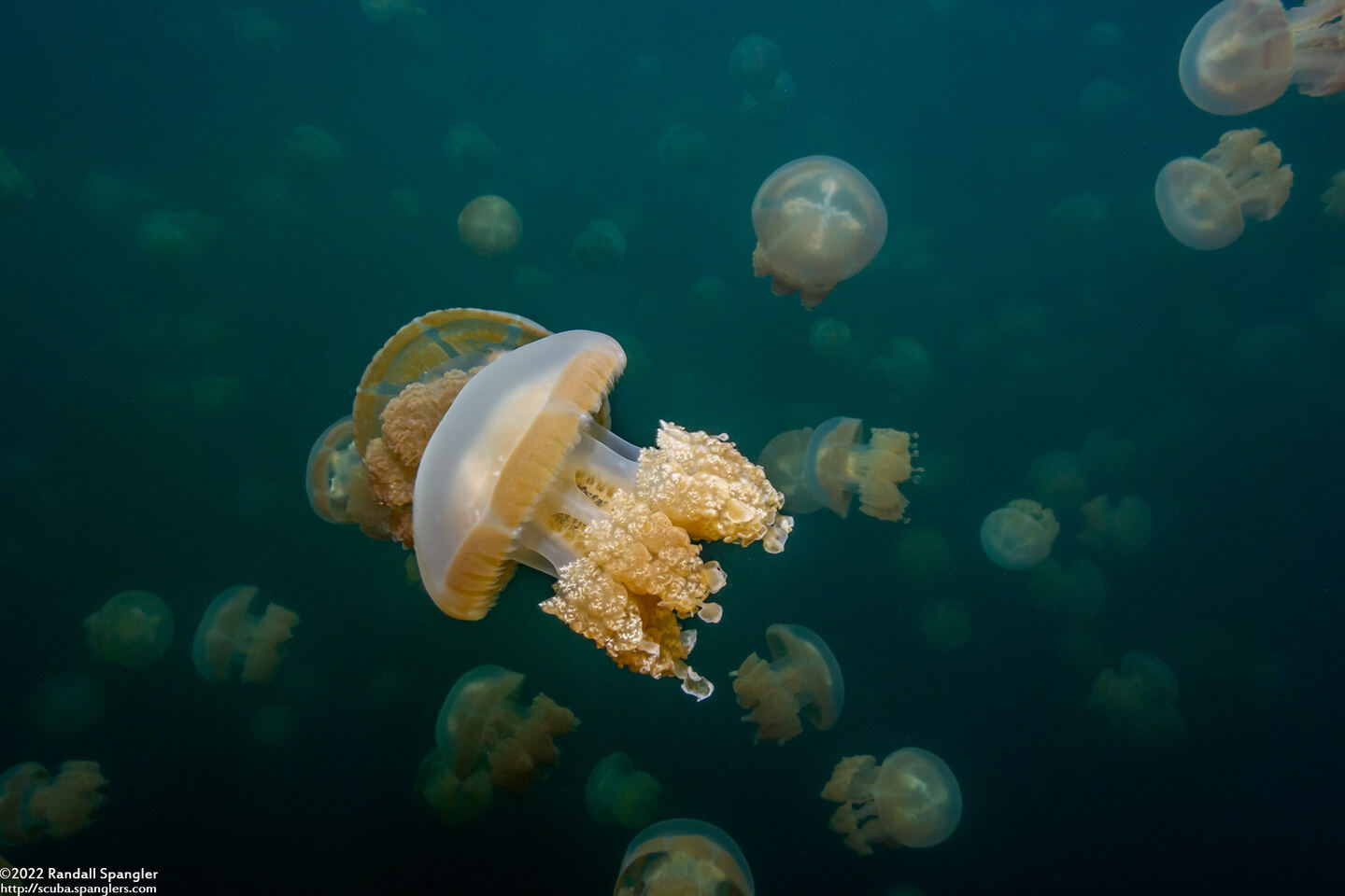 Mastigias papua etpisoni (Golden Jellyfish)