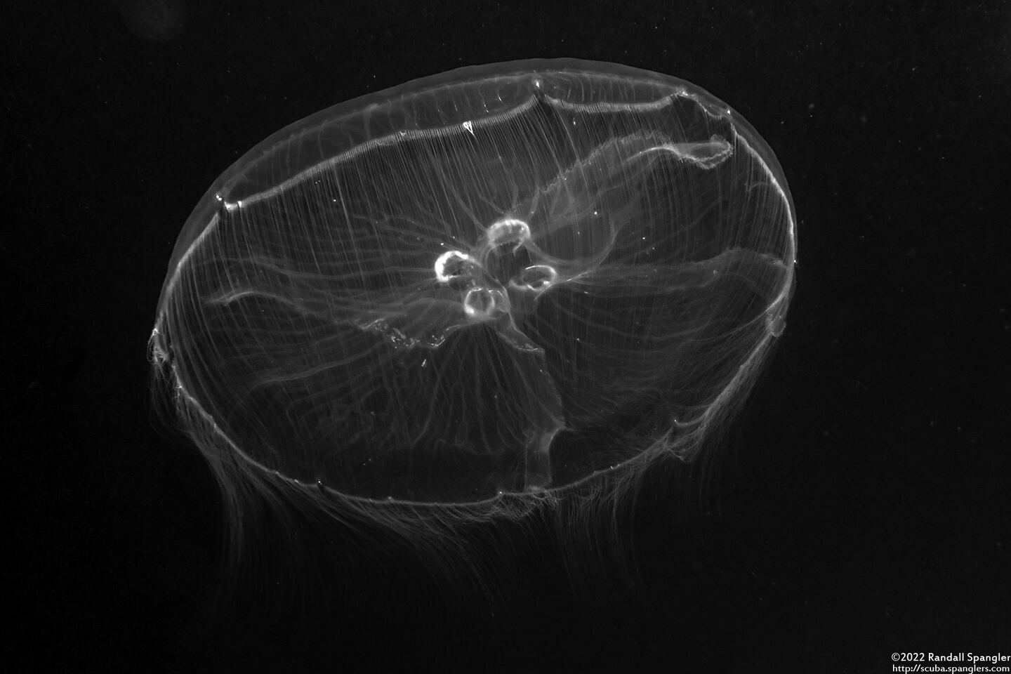 Aurelia sp.1 (Aurelia sp.1)