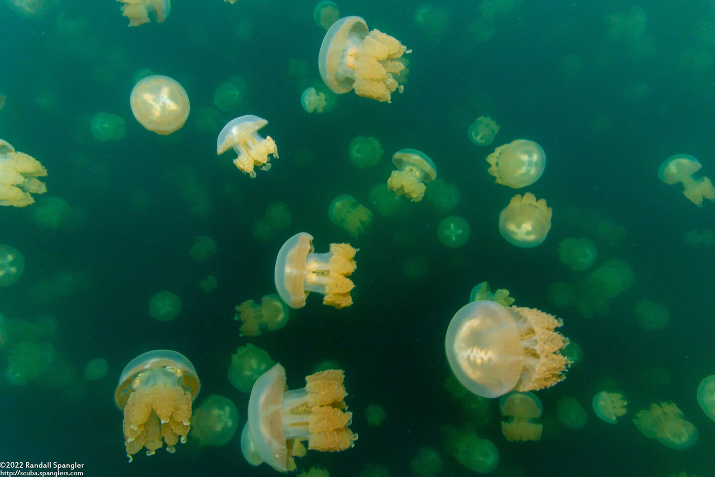 Mastigias papua etpisoni (Golden Jellyfish)