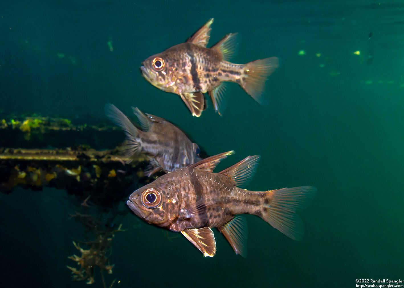 Sphaeramia orbicularis (Orbicular Cardinalfish)