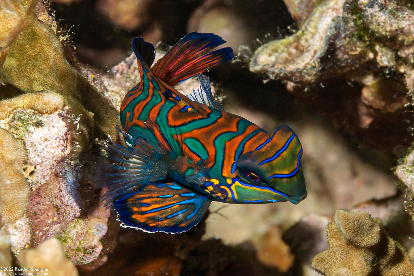 Synchiropus splendidus (Mandarinfish)