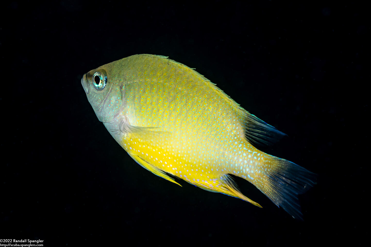 Chrysiptera oxycephala (Bluespot Damsel)