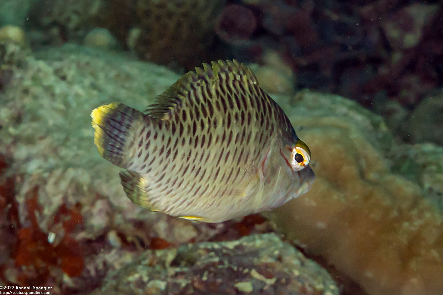 Cheilinus undulatus (Humphead Wrasse)