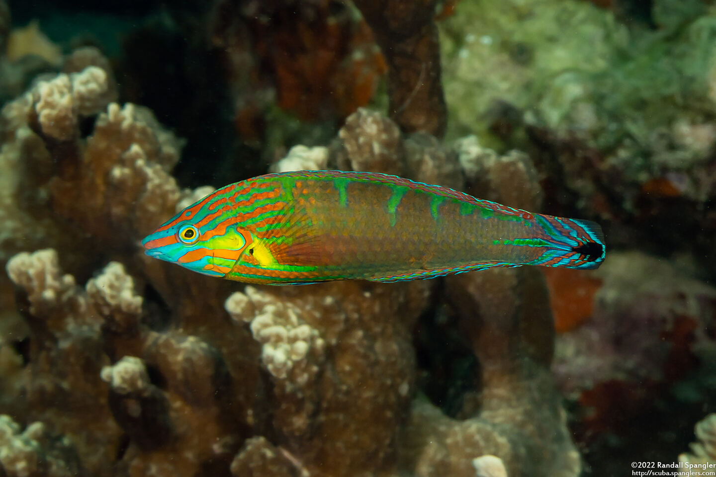 Halichoeres melanurus (Pinstriped Wrasse)